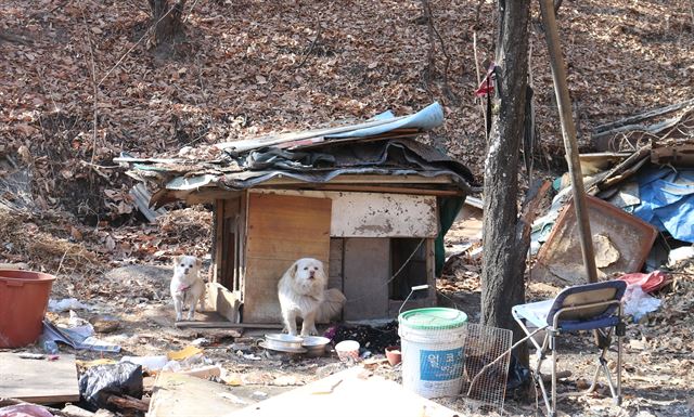 서울 노원구 중계동 104번지 일대 백사마을에서 한 노부부가 기르는 개들이 제대로 관리받지 못한 채 방치되어 있다.