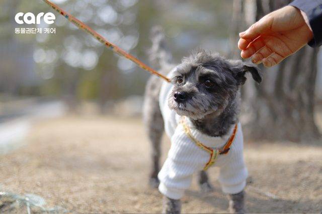첫 유기견 출신 ‘퍼스트 도그’ 토리 - 첫 유기견 출신 ‘퍼스트 도그’ 토리가 지난 6일 동물권단체 케어 사무국을 찾았다. 2018.3.7 케어 홈페이지 첫 유기견 출신 ‘퍼스트 도그’ 토리 - 첫 유기견 출신 ‘퍼스트 도그’ 토리가 지난 6일 동물권단체 케어 사무국을 찾았다. 2018.3.7 케어 홈페이지