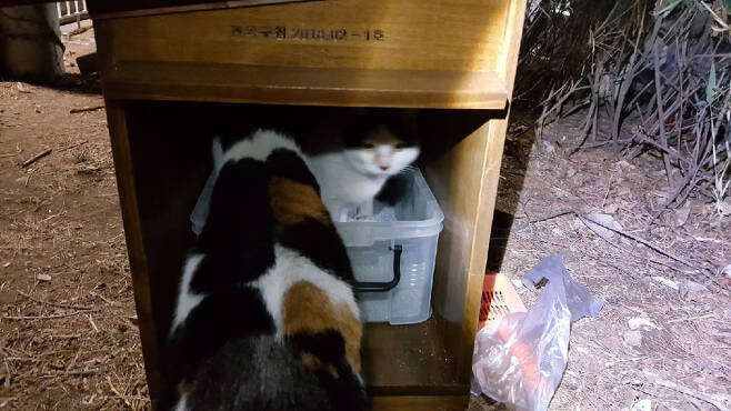 서림동에 설치한 화장실 이용 중인 길고양이(관악구 제공).© News1
