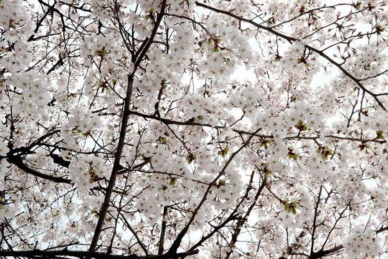 올해 벚꽃 개화는 3월 25일 제주도를 시작으로 4월 8일 서울에 이를 것으로 예측된다. [중앙포토]