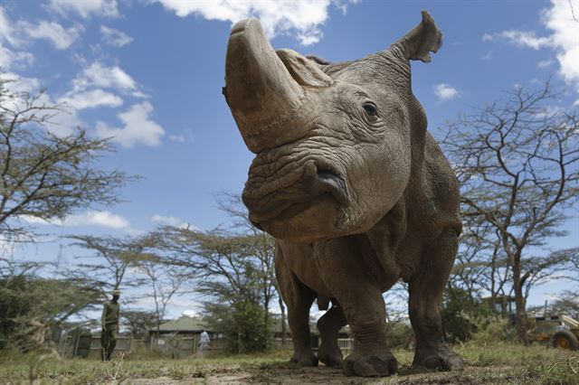 지구상에 남아있는 마지막 수컷 북부흰코뿔소 '수단'이 19일(현지시간) 노화로 인한 합병증으로 사망했다. 케냐 나이로비에서 북쪽으로 약 200km 떨어진 올페제타 보호구역에서 암컷 2마리와 함께 지내고 있던 '수단'은 멸종위기에 놓인 북부흰코뿔소를 늘릴 마지막 희망이었으며 이제 암컷 두 마리만 남았다. 사진은 지난 2017년 5월 3일(현지시간) 올페제타 보호구역에서 당당한 모습을 보이고 있는 북부흰코뿔소 '수단'의 모습. EPA 연합뉴스