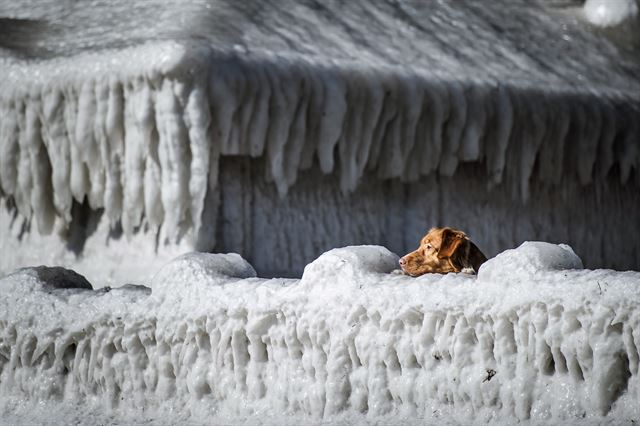 덴마크 코펜하겐 남부 팍세베이에서 19일(현지시간) 개 한마리가  얼음으로 뒤덮인 주택 담장 너머를 바라보고 있다. 바닷가 부근에 위치한 주택 4채가 강풍의 영향을 받은 파도에 덮쳤으며 추위로 인해 얼음집으로 변하게 되었다.AP 연합뉴스