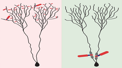 도널드 헵이 제시한 시냅스 가설에서는 신경세포 말단에 위치한 미세 수상돌기의 연결점인 시냅스 틈마다 정보의 통과여부를 결정하는 밸브(Red)가 있다(왼쪽). 하지만 연구팀은 신경세포체 주변에 거대한 몇몇 수상돌기에만 정보 밸브가 있어 이를 통해 보다 빠르게 학습이 가능하다는 가설을 제시했다.  -BAR ILAN UNIVERSITY