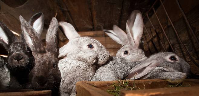 RHDV바이러스는 야생 토끼에 존재했다가 토끼 농장에서 변종을 일으킨 것으로 보인다. 한 토끼 농장에 있는 토끼들.  클립아트코리아 제공