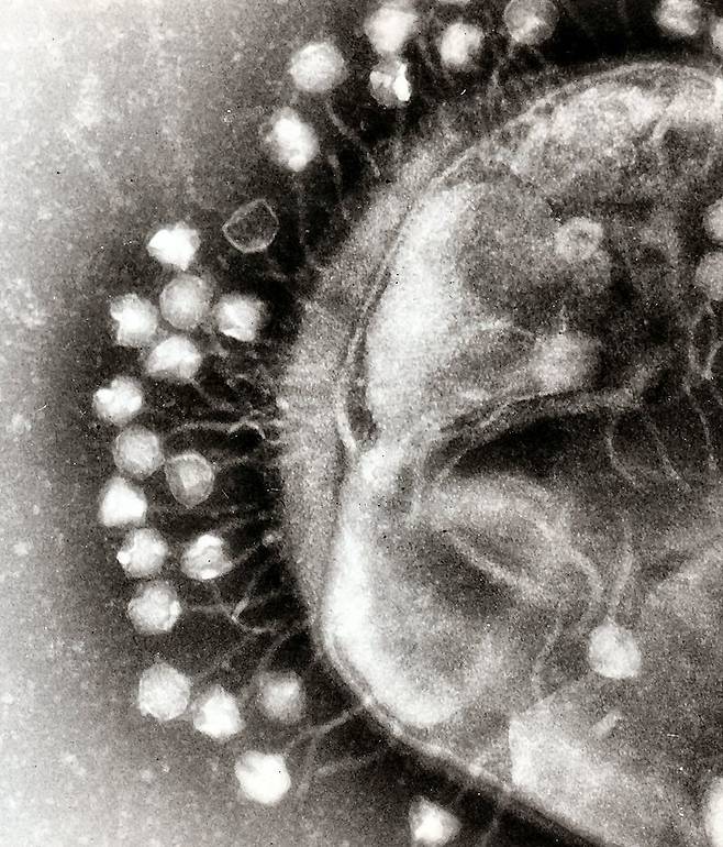 대장균 표면에 붙어있는 T1 박테리오파지. 박테리오파지는 세균을 공격하는 바이러스다. [중앙포토]