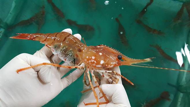 알을 품고 있는 어미 도화새우의 모습.|경북도 수산자원연구소 제공