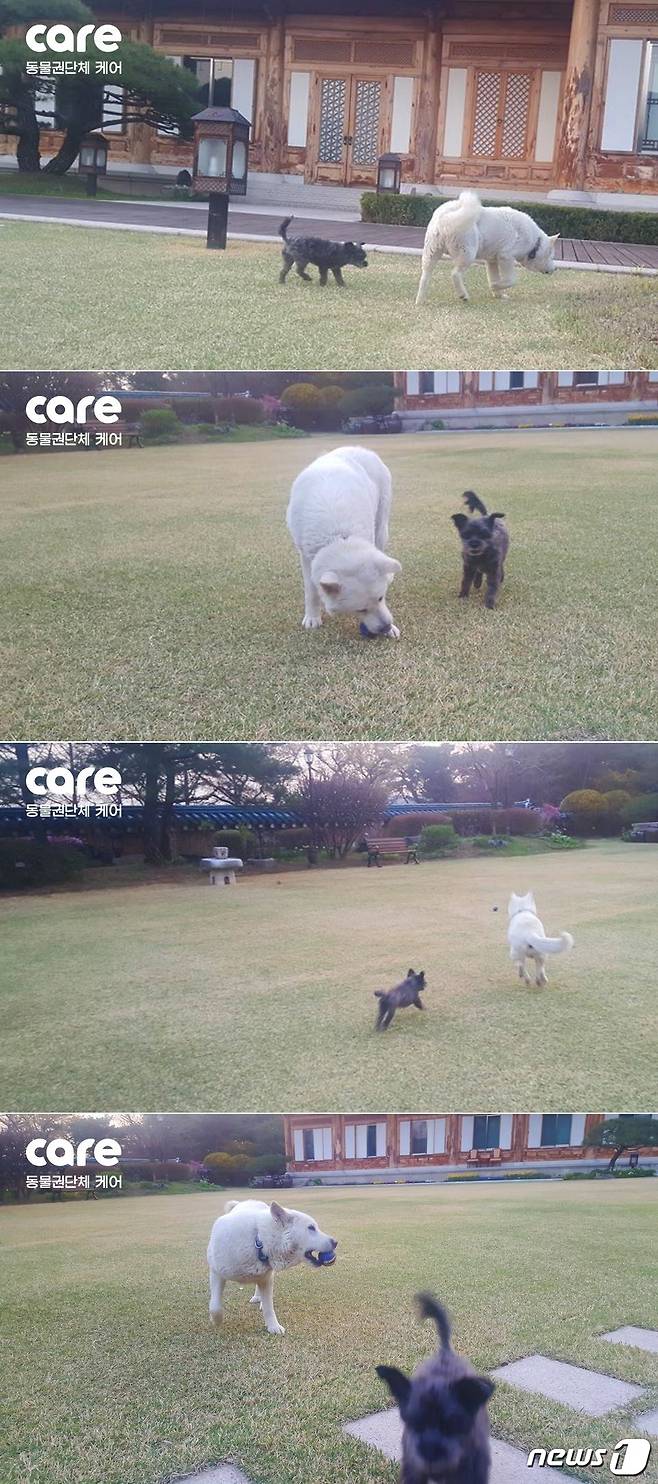 토리와 마루가 잔디밭에서 공놀이하는 모습.(사진 케어 제공)© News1