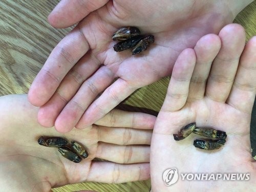 먹을 수 있는 귀뚜라미 [연합뉴스 자료사진]