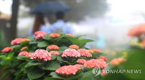 봄비 머금은 수국 (서귀포=연합뉴스) 변지철 기자 = 봄비가 내리는 22일 오전 제주 서귀포시 남원읍 휴애리 자연생활공원에서 수국이 봄비를 머금은 채 활짝 피어있다. 2018.4.22 bjc@yna.co.kr