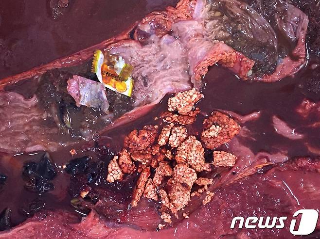 바다거북 배속에서 발견된 해양쓰레기들.(사진 WWF제공)© News1