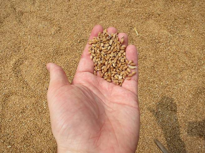 중국 안후이성에서 추수한 밀을 말리고 있다. 밀은 벼에 견줘 개인주의적인 농법이 가능하다. 브라이언 스트루브 제공.