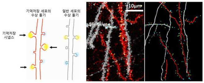 [왼쪽] 기억 저장 신경세포와 일반 신경세포의 수상돌기 비교. 기억 저장 세포의 수상돌기에 있는 시냅스 중에서 노란색 형광표지를 띤 시냅스가 기억 저장 시냅스이다. [오른쪽] 이번에 개발된 시냅스 식별 기법(Dual-eGRASP)을 이용해 시냅스들을 구분하여 표지한 이미지. 빨간색 수상돌기 위의 노란색 형광표지가 있는 지점이 기억저장 시냅스들이 있는 곳이다. 강봉균 교수 연구진 제공