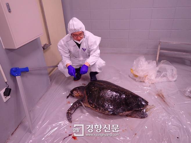 국립해양생물자원관 연구진이 폐사한 바다거북을 부검하기 전 신체 치수를 측정하고 있다. 김기범기자