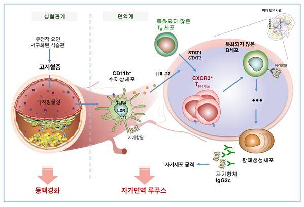 고지혈증과 자가면역질환의 상관관계를 나태난 모식도. 고지혈 환경이 TLR4와 LXR라는 인체내 물질을 조절함으로써 IL-27의 생성을 촉진하는 것으로 밝혀졌다. 한국연구재단 제공.