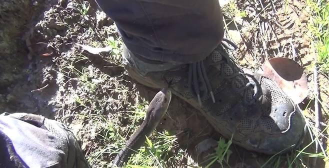 치명적인 독뱀인‘타이판(Taipan) 스네이크’ 모습(유튜브 영상 캡처) 치명적인 독뱀인‘타이판(Taipan) 스네이크’ 모습(유튜브 영상 캡처)