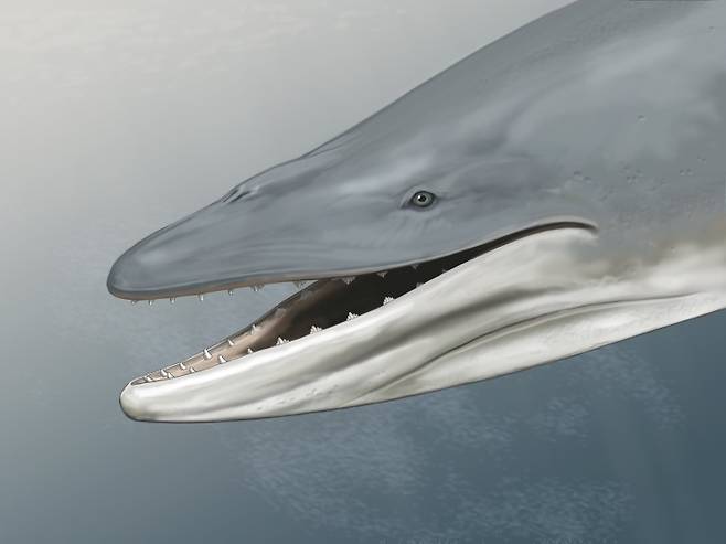 Llanocetus denticrenatus의 복원도