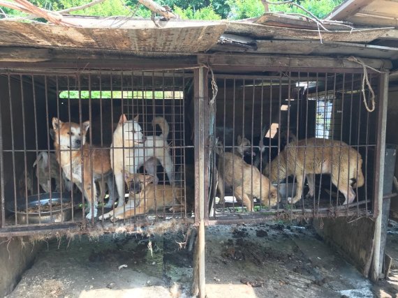 경기도 남양주의 한 개농장에 200여마리의 개들이 뜬장에 갇혀있다.