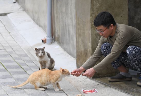 서울 은평구 신사동 '산새마을'에 거주하는 정홍권씨. 고양이 21마리와 살고 있다. 정씨가 마을을 떠도는 길고양이에게 먹이를 주고 있다. 사진=김지훈 기자