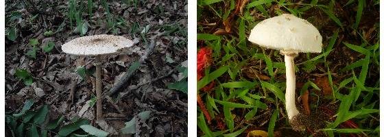 큰깃버섯(식용, 왼쪽)과 독흰갈대버섯(독버섯)