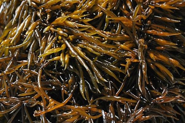 톳. 서울신문 DB 톳. 서울신문 DB