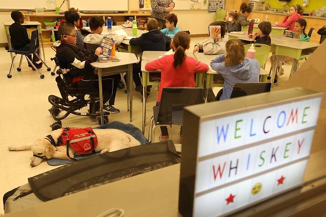 4월10일 위스키가 교실에서 제트 옆자리에 누워 제트가 수업에 집중할 수 있도록 돕고 있다.