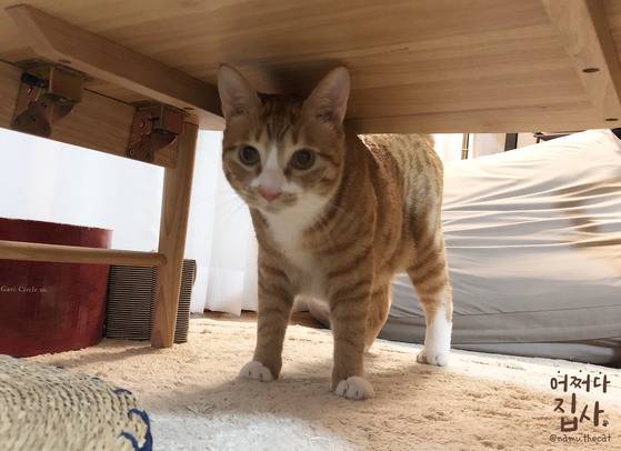 나무는 앞발엔 페이크삭스를, 뒷발엔 발목까지 올라오는 양말을 신었다.