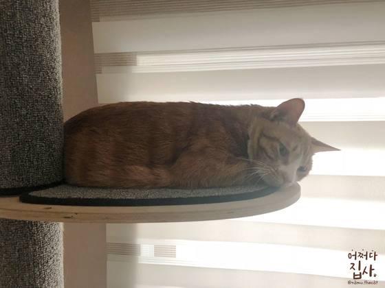 캣폴에 올라가 햇살에 식빵을 굽고 있다.