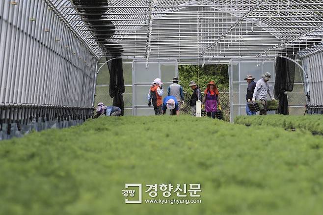 지난 1일 강원 철원군 통일양묘장에서 북한으로 보내질 낙엽송 묘목들이 자라고 있다. |이준헌 기자
