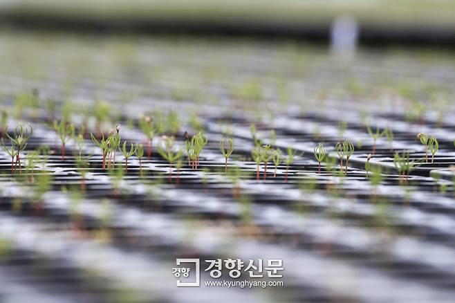 강원 철원군 통일양묘장에서 최근 싹을 틔운 낙엽송 묘목들이 자라고 있다. 2년 정도 키우면 직접 땅에 심을 수 있다. | 이준헌 기자