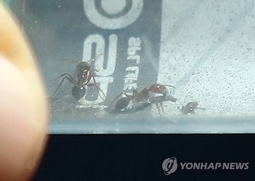인천에서 발견된 붉은불개미 (인천=연합뉴스) 윤태현 기자 = 7일 오후 인천시 중구 인천컨테이너터미널에서 농림축산검역본부 관계자가 포집한 붉은불개미를 공개하고 있다. 농림축산검역본부에 따르면 전날 이곳에서는 야적장 바닥 틈새에서 붉은불개미 일개미 70여 마리가 발견됐다. 2018.7.7 tomatoyoon@yna.co.kr
