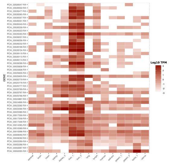 코알라 게놈에는 생체이물 해독에 관여하는 효소인 CYP2C 유전자가 31개나 된다. 코알라 두 개체에서 신체장기에 따른 CYP2C 유전자 31개의 발현량을 나타낸 데이터로 대부분 간(왼쪽에서 여섯째, 일곱째 줄)에서 특히 높음(짙은 색)을 알 수 있다. - ‘네이처 유전학 제공
