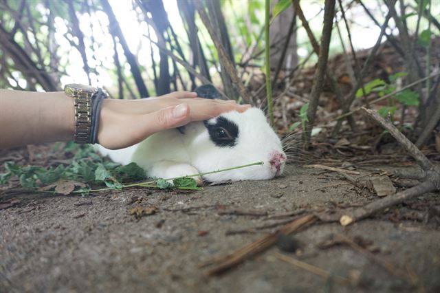 이 토끼는 토끼 반려인들 도움으로 구조 후 치료를 받고 입양됐다. 김송이EMMA 제공
