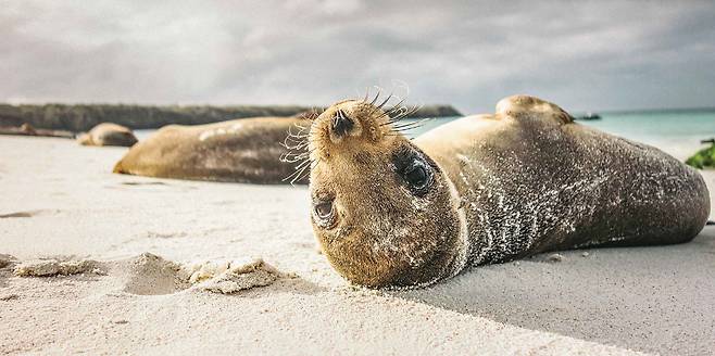 영국의 생물학자 찰스 다윈의 진화론에 영감을 준 에콰도르의 갈라파고스섬은 희귀한 동식물과 자연의 신비를 간직한 곳이다. 가드너베이 해변에 누워 여유를 만끽하는 듯한 새끼 바다사자의 모습이 천진난만하다. 영국의 생물학자 찰스 다윈의 진화론에 영감을 준 에콰도르의 갈라파고스섬은 희귀한 동식물과 자연의 신비를 간직한 곳이다. 가드너베이 해변에 누워 여유를 만끽하는 듯한 새끼 바다사자의 모습이 천진난만하다.