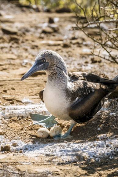 푸른발 부비새 푸른발 부비새