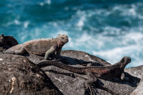 바다이구아나 바다이구아나