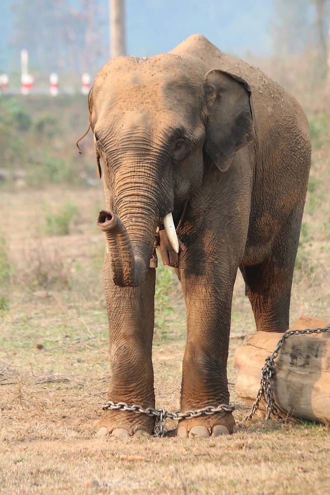 벌목장 코끼리는 하루 5시간 노동이 끝나면 숲으로 가 자유롭게 먹이를 먹고 다른 코끼리와 교류한다. 그러나 두 발은 쇠사슬로 묶인다. 비르피 룸마 제공