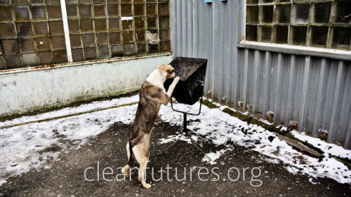체르노빌 원전과 인근에는 약 1500마리의 개가 살 것으로 추정됐다.