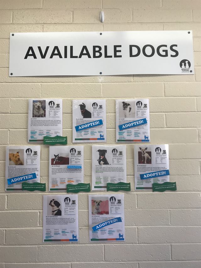 미국 캘리포니아주 버클리시에 있는 유기동물 보호소 ‘버클리 휴메인’ 벽에 입양가능한 개들에 대한 정보가 게시되어 있다.