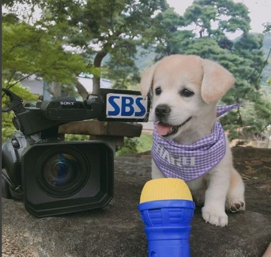SNS 등에서 인기를 모이고 있는 강아지 인절미. SBS 제공