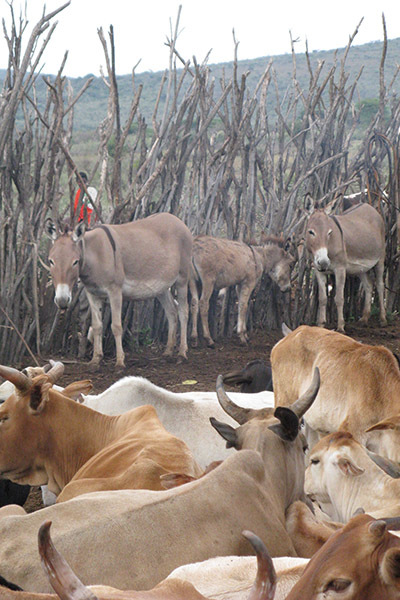케냐 유목인이 밤 동안 가축을 임시 울타리 안에 가두고 있다. 신석기 시대 이래 이런 형태가 유지된다. 피오나 마셜 제공.