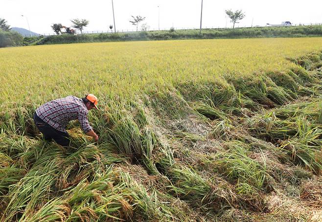 폭우에… 지난달 30일 강원 철원읍 화지리에서 한 농민이 폭우로 쓰러진 벼를 일으키고 있다. 연합뉴스
