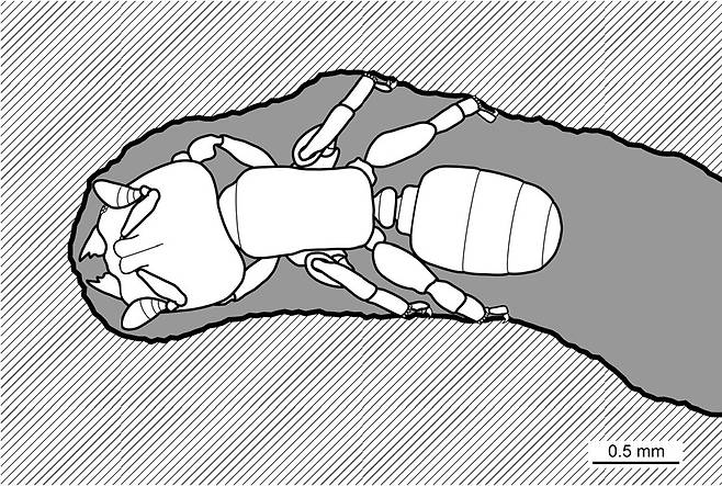 단단한 나무를 뚫기에 최적화한 몸으로 적응한 아프리카 개미. 턱과 머리, 다리가 극단적 적응의 사례다. 칼리페 외 (2018) ‘동물학 최전선’ 제공.