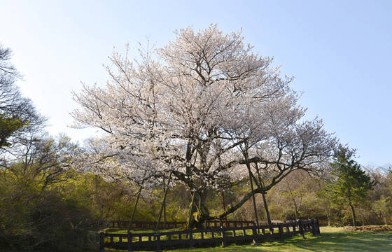 제주시 봉개동에 있는 천연기념물 제159호 왕벚나무가 지난 4월 화사하게 꽃을 피웠다.[제주도 제공=연합뉴스]
