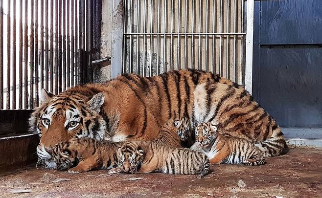 서울대공원 동물원은 8일 국제적으로 공인된 순수혈통인 조셉(8세 수컷)과 펜자(9세 암컷) 사이에서 백두산호랑이(시베리아호랑이) 4마리가 태어났다고 밝혔다./사진=뉴시스