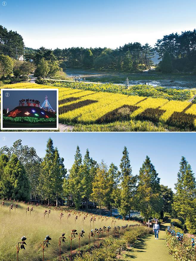 ①천리포수목원에도 가을빛이 한창이다. 피아노 건반 모양으로 심은 오리농장의 피아노 논에선 가을의 멜로디가 들리는 듯하다. ②낭만적인 밤 풍경을 만날 수 있는 태안 빛축제장. ③허브향 가득한 정원 따라 산책하기 좋은 팜카밀레./김종연 영상미디어 기자·네이처월드