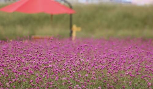 천일홍은 색상이 각기 달라 즐거움을 주고 있다.(성연재)