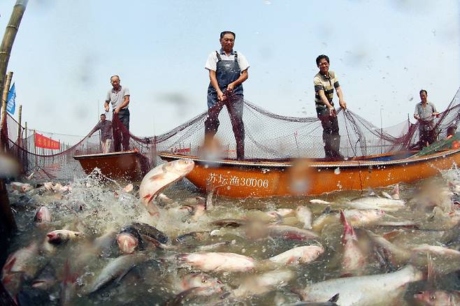 중국 장쑤성 창저우의 한 호수 위에서 어민들이 지난 15일(현지시간) 에서 물고기가 가득 잡힌 그물을 끌어올리고 있다.  창저우|신화연합뉴스