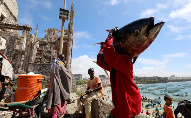 소말리아의 한 어민이 지난 14일(현지시간) 수도 모가디슈 인근의 해안에서 잡은 대형 물고기를 짊어지고 있다. 모가디슈|로이터연합뉴스