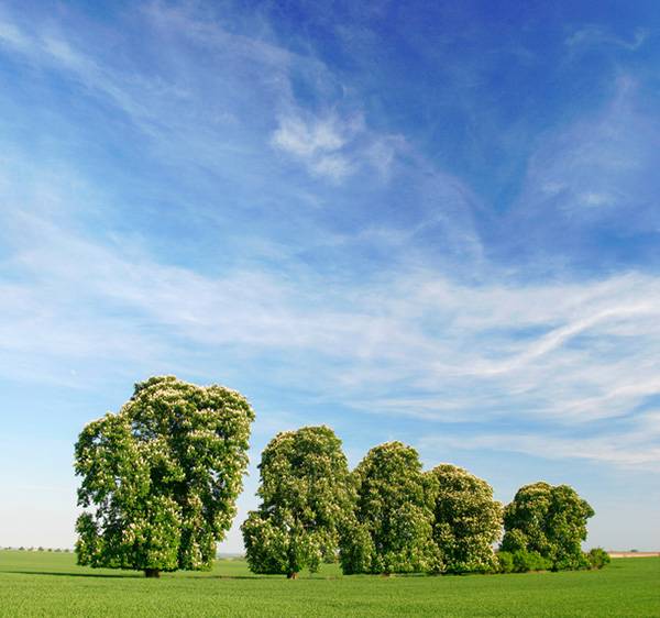 I see the wind, Oh I see the trees. Everything is clear in my heart.(John Lennon, `Oh My Love`)