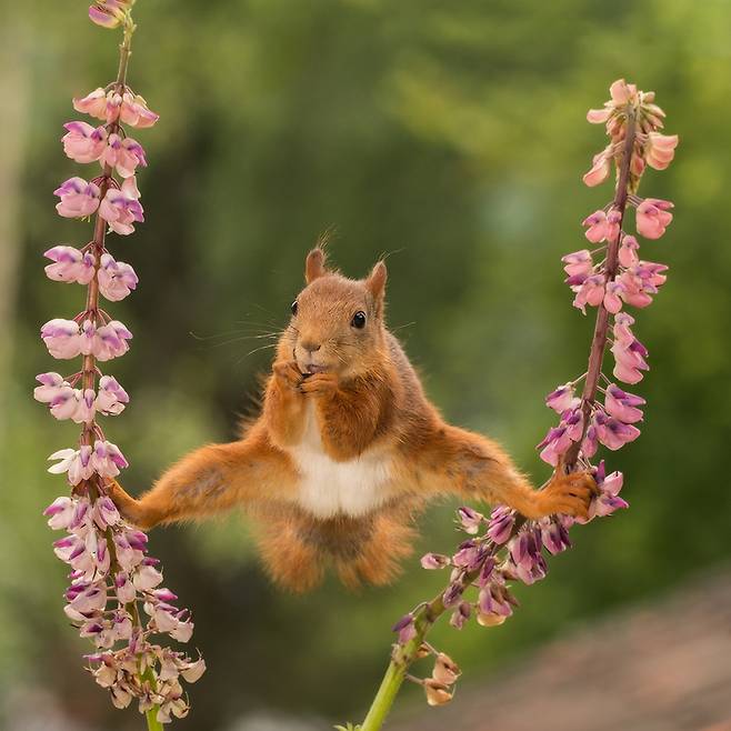 붉은날다람쥐는 쩍벌남? 몸이 가벼운 붉은날다람쥐가 꽃이 달린 가지에서 두 발로 버틴 채 먹이를 먹고 있다. 스웨덴 Geert Weggen의 작품.